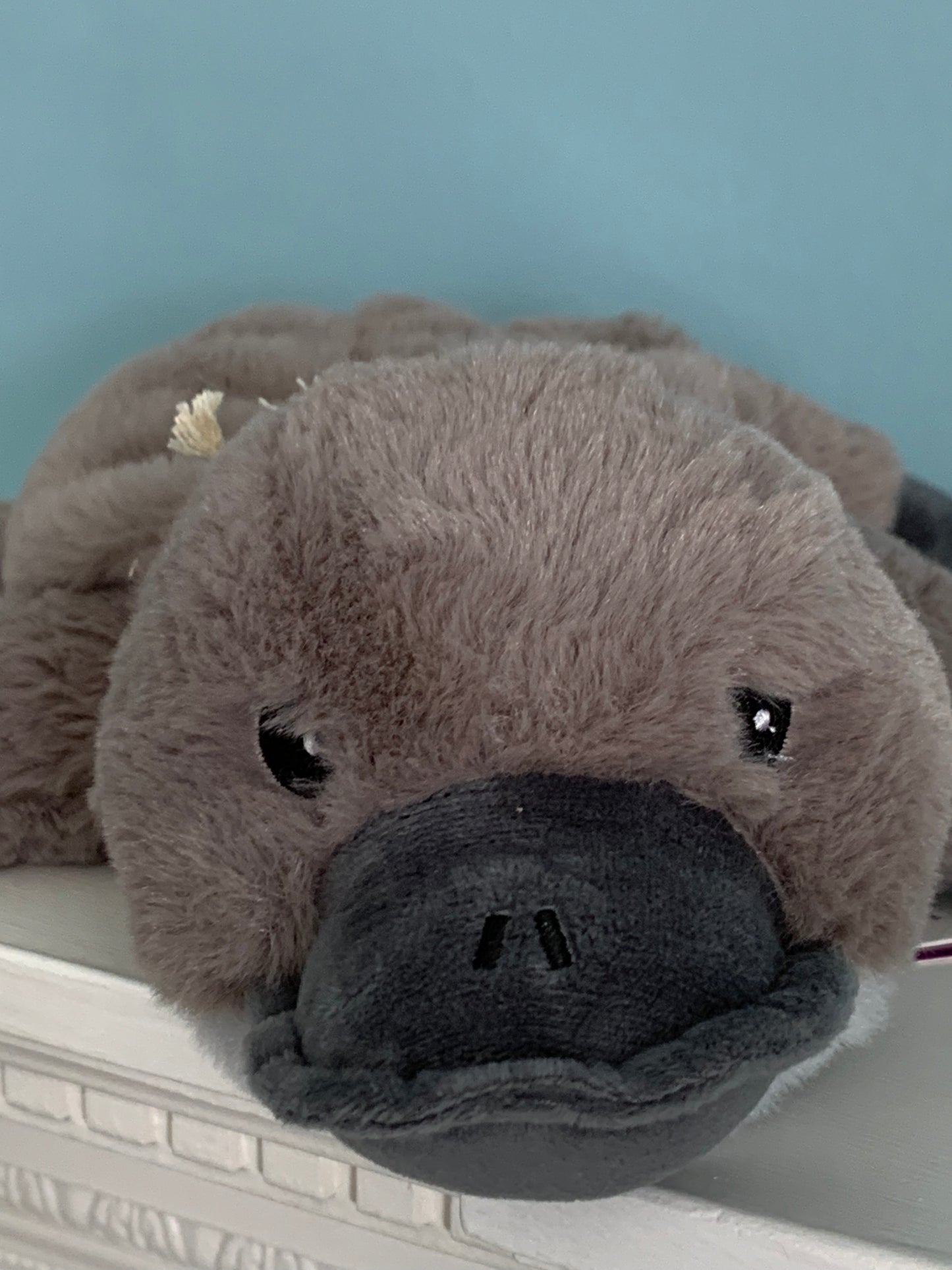 Platypus warmie from Pixi Daisy