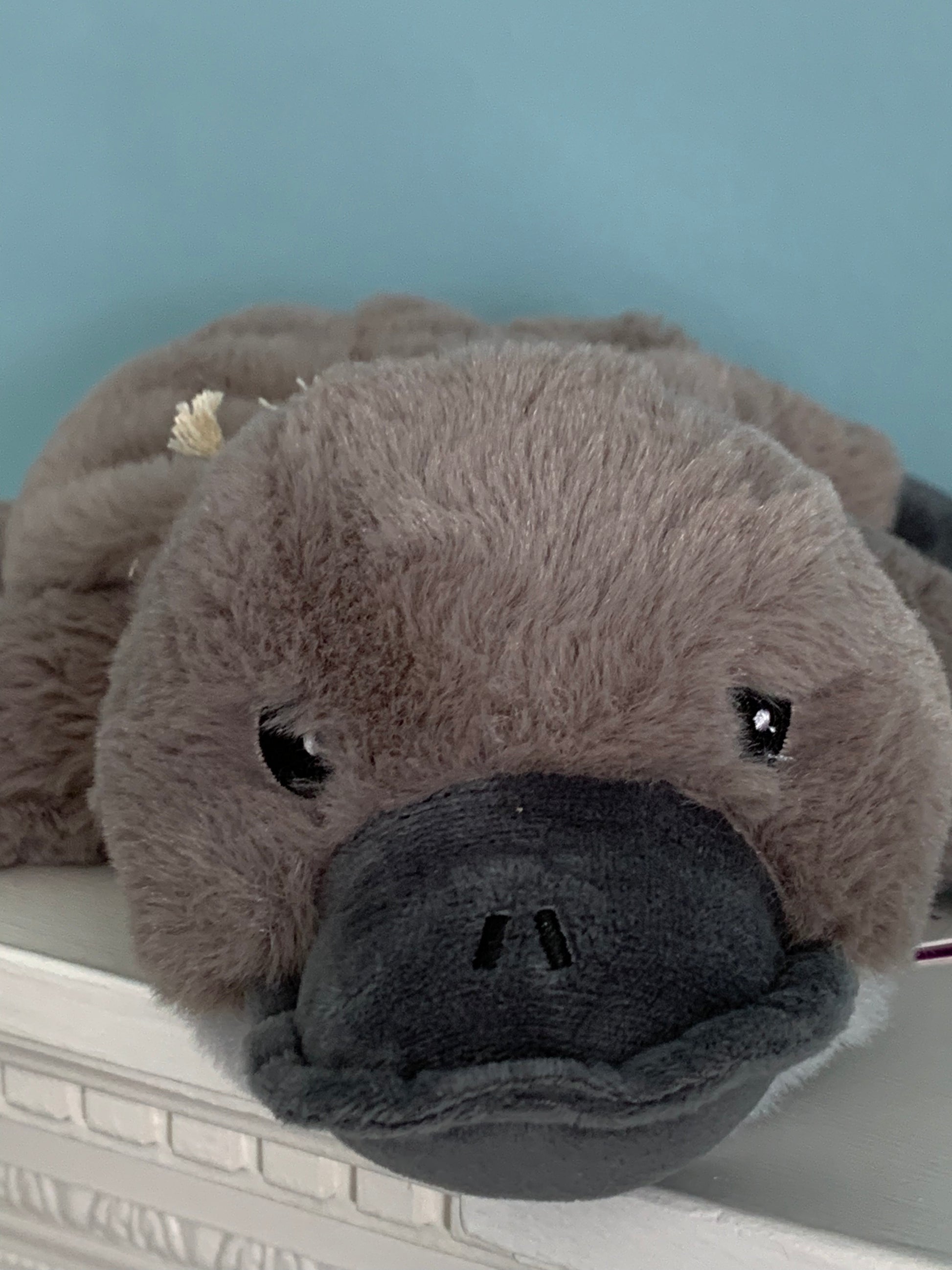 Platypus warmie from Pixi Daisy